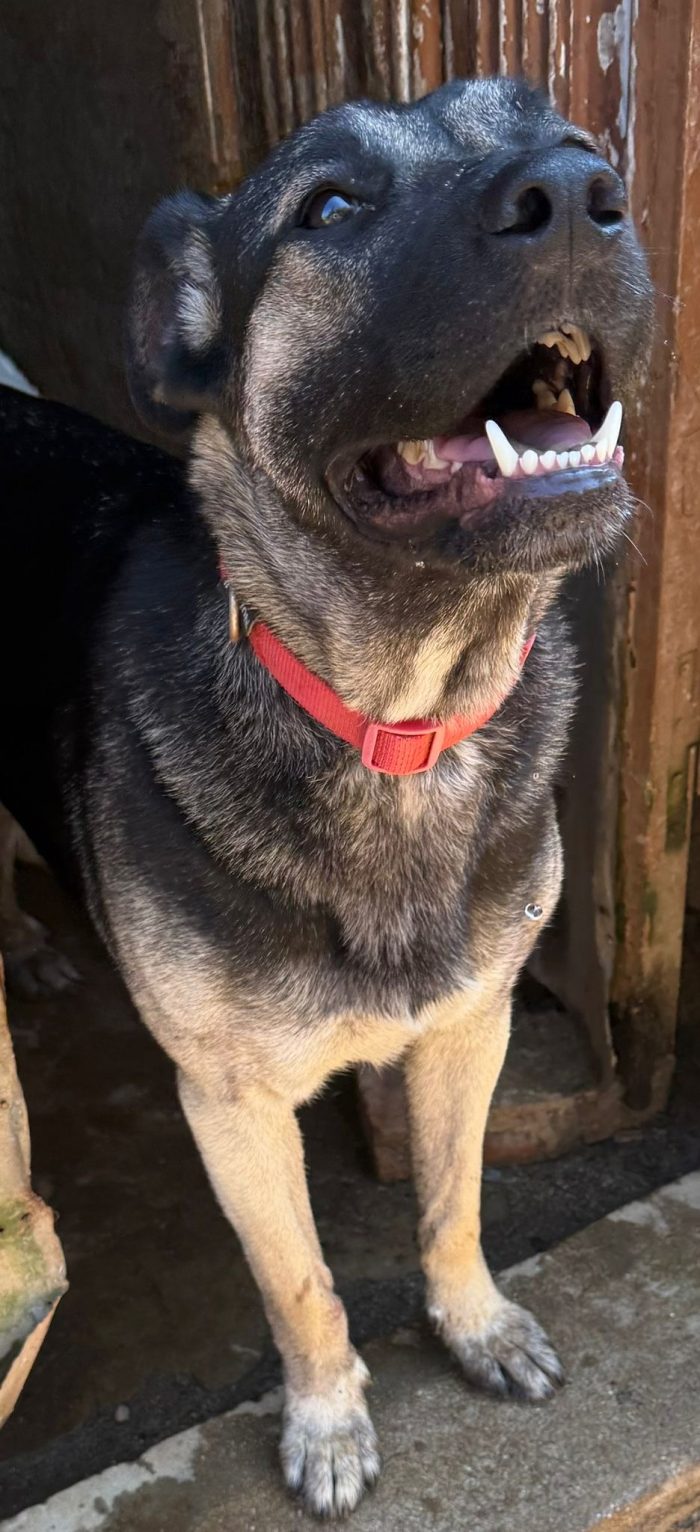 💖🐾 sasha bellissima cagnolina in adozione - media 8