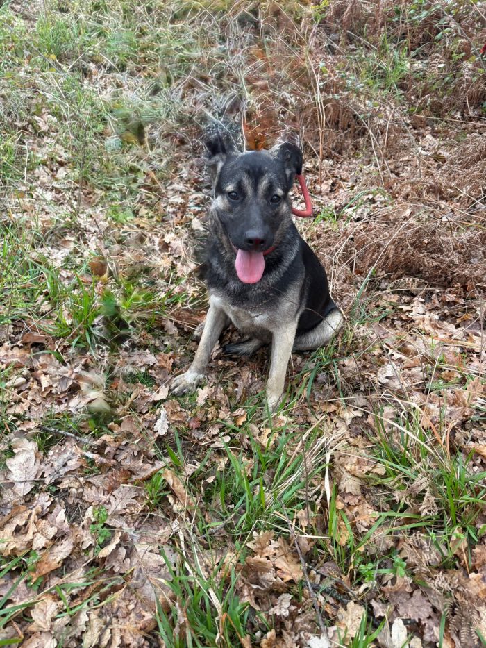 💖🐾 sasha bellissima cagnolina in adozione - media 9