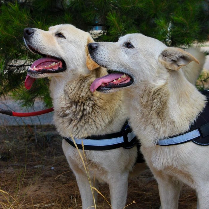 Sherlock e Watson cercano un miracolo