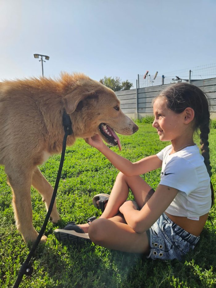 Stella meravigliosa cucciolotta simil Golden Retriever