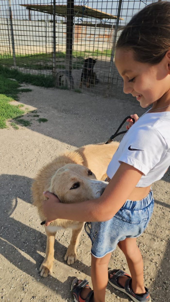 Stella meravigliosa cucciolotta simil Golden Retriever