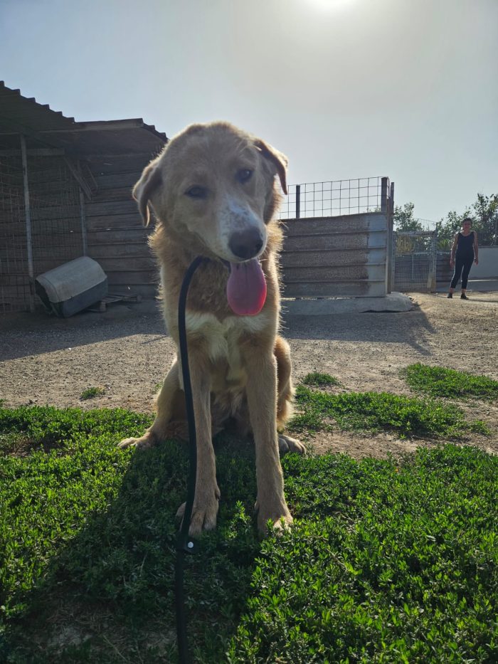 Stella meravigliosa cucciolotta simil Golden Retriever - media 4