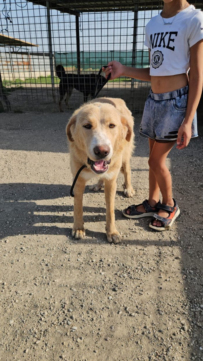 Stella meravigliosa cucciolotta simil Golden Retriever