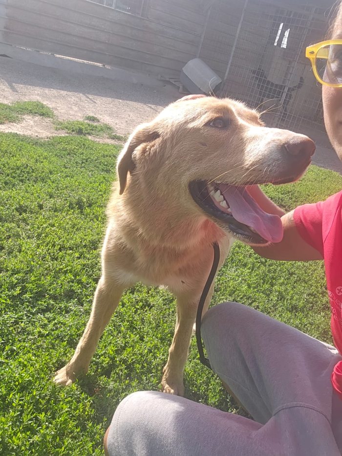 Stella meravigliosa cucciolotta simil Golden Retriever - media 5