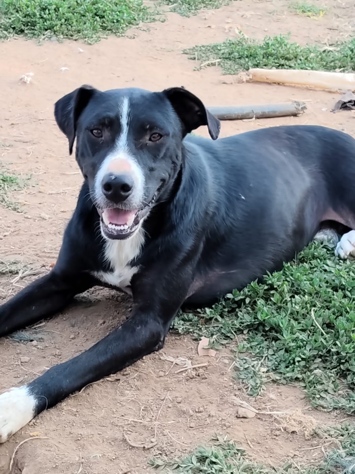 Max ha due anni vive in un recinto da quando era un cucciolo...ha bisogno di una famiglia urgente...hanno tentato di avvelenarlo 😔😔😔