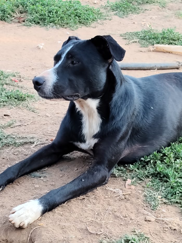Max ha due anni vive in un recinto da quando era un cucciolo...ha bisogno di una famiglia urgente...hanno tentato di avvelenarlo 😔😔😔