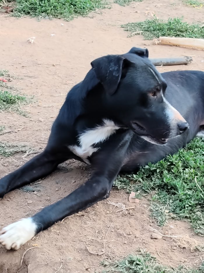 Max ha due anni vive in un recinto da quando era un cucciolo...ha bisogno di una famiglia urgente...hanno tentato di avvelenarlo 😔😔😔