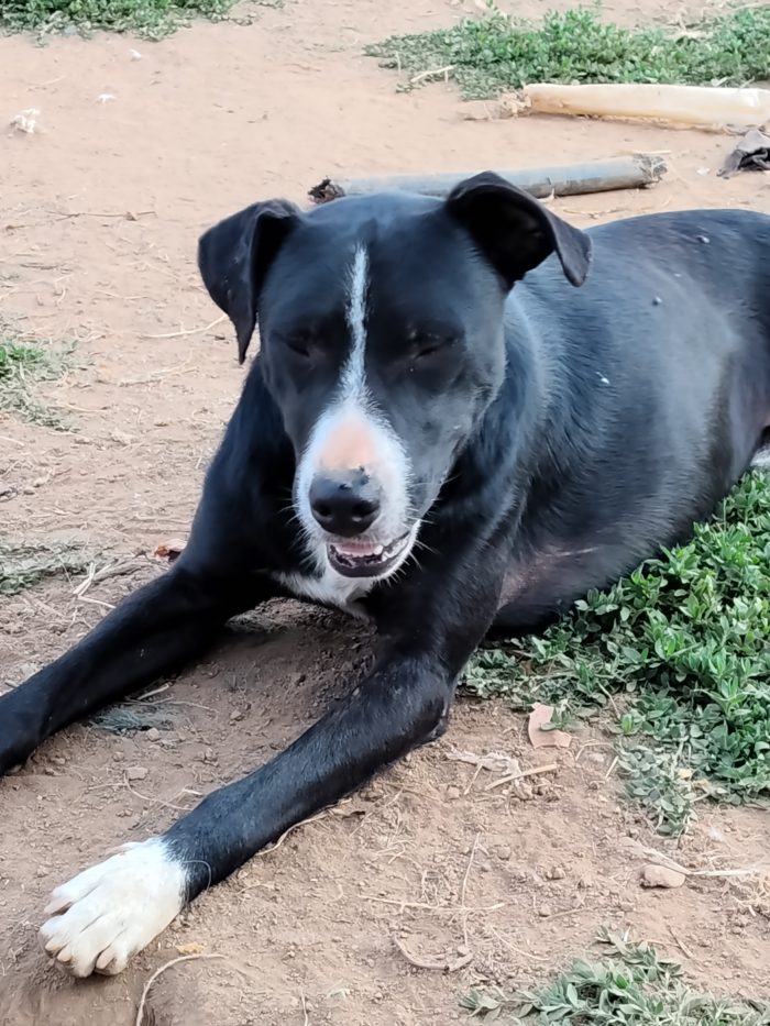 Max ha due anni vive in un recinto da quando era un cucciolo...ha bisogno di una famiglia urgente...hanno tentato di avvelenarlo 😔😔😔 - media 4