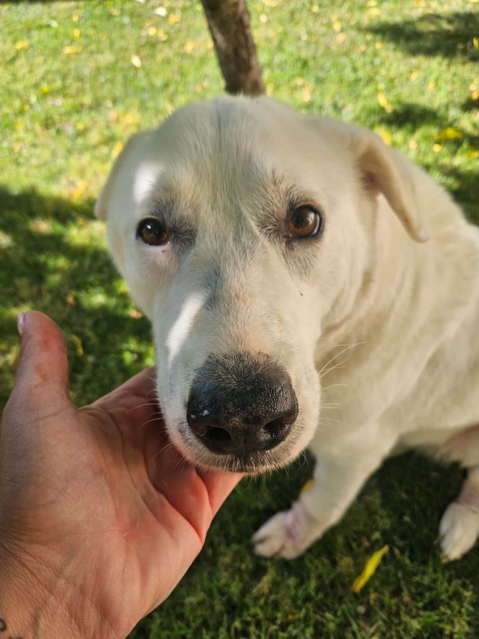 Consuelo dolce anima buona cerca famiglia