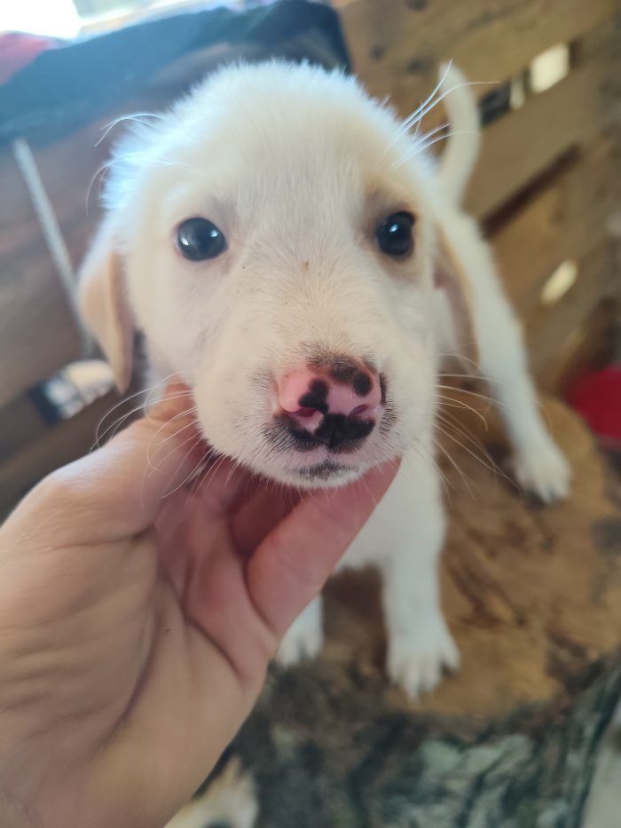 4 piccoli cuccioli
