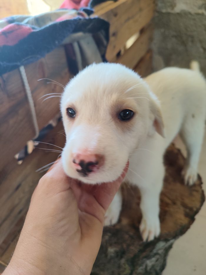 4 piccoli cuccioli