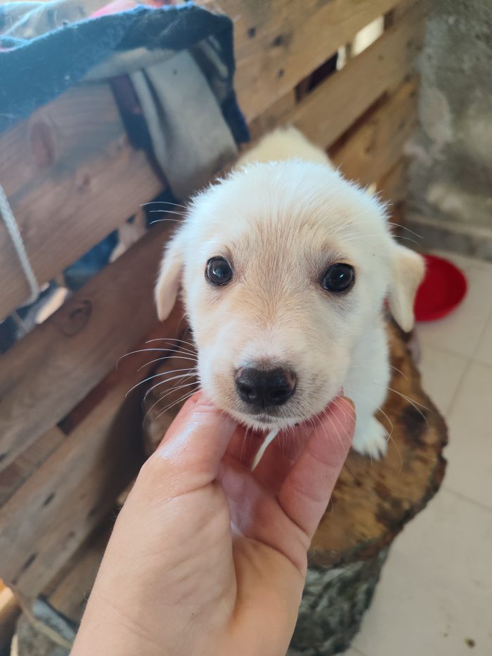 4 piccoli cuccioli