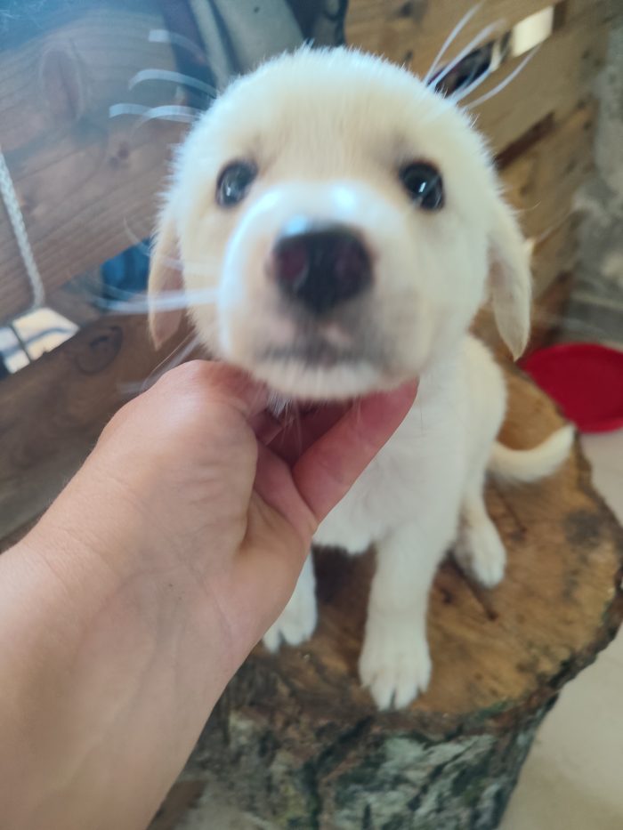 4 piccoli cuccioli - media 4