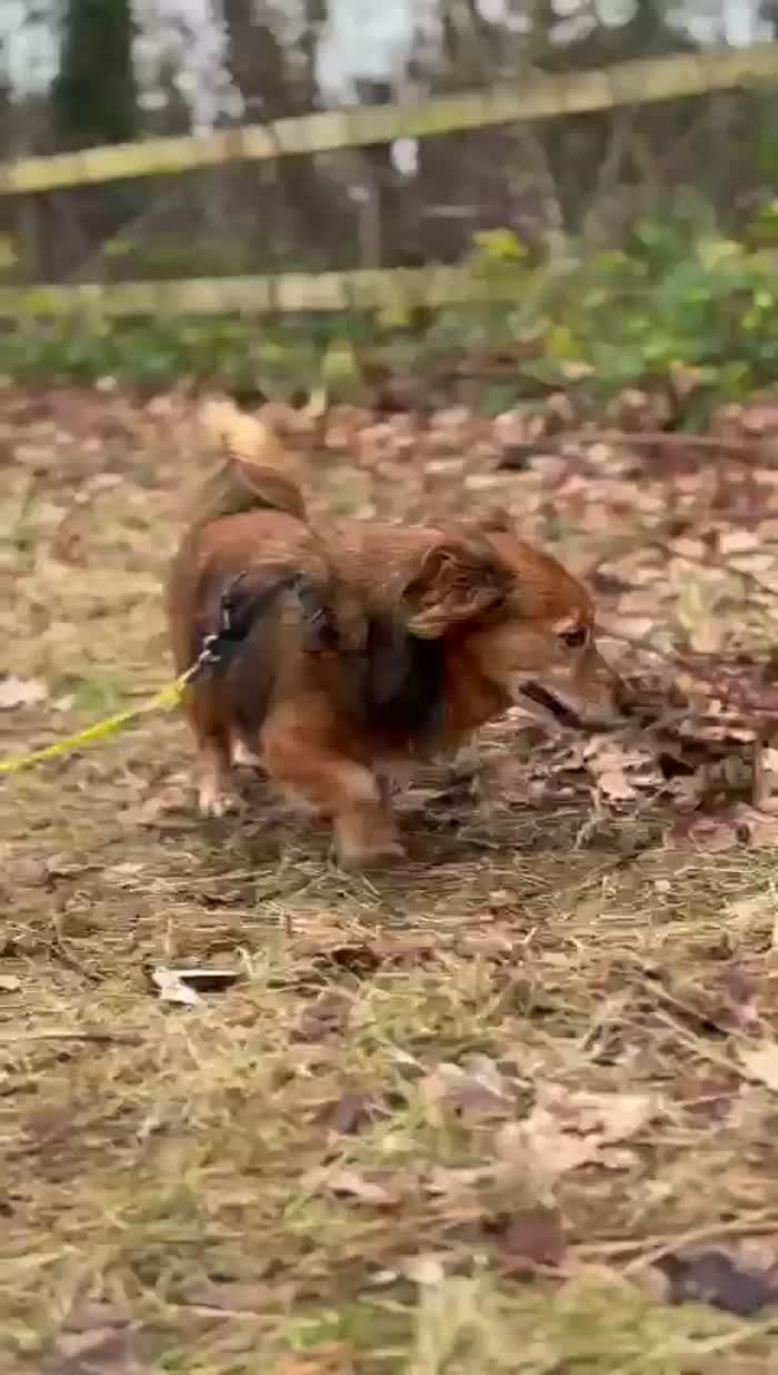 Giulio splendido cagnolino di quasi 10 anni cerca adozione - media 5