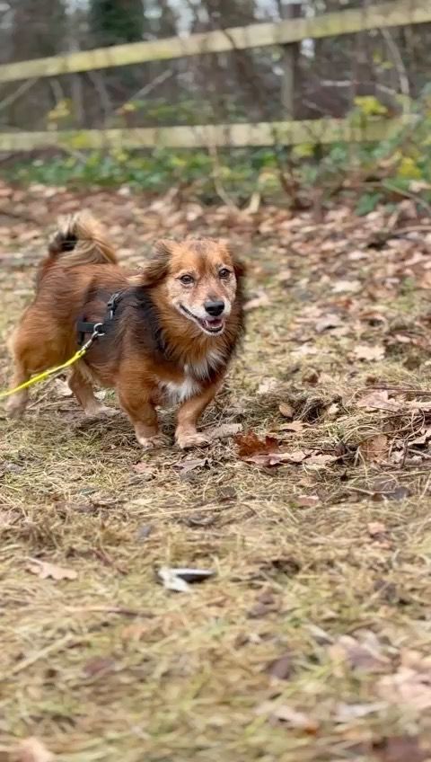 Giulio splendido cagnolino di quasi 10 anni cerca adozione