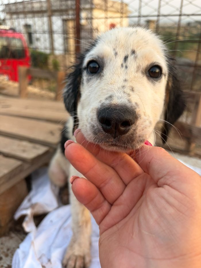 Cucciola 2mesi e 1/2 salvata aspetta 1futuro.SICILIA