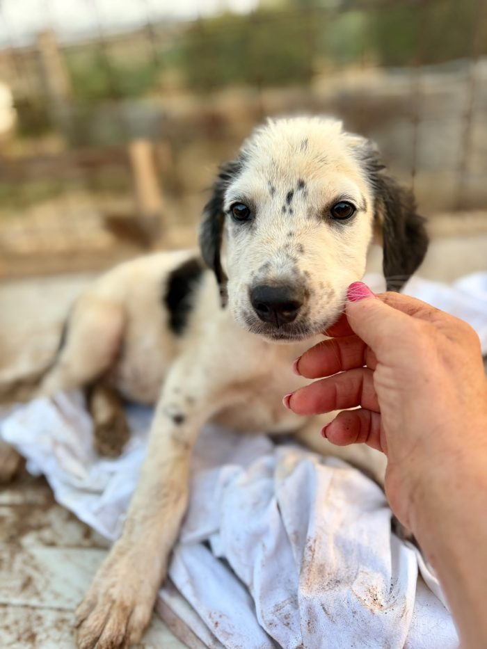 Cucciola 2mesi e 1/2 salvata aspetta 1futuro.SICILIA