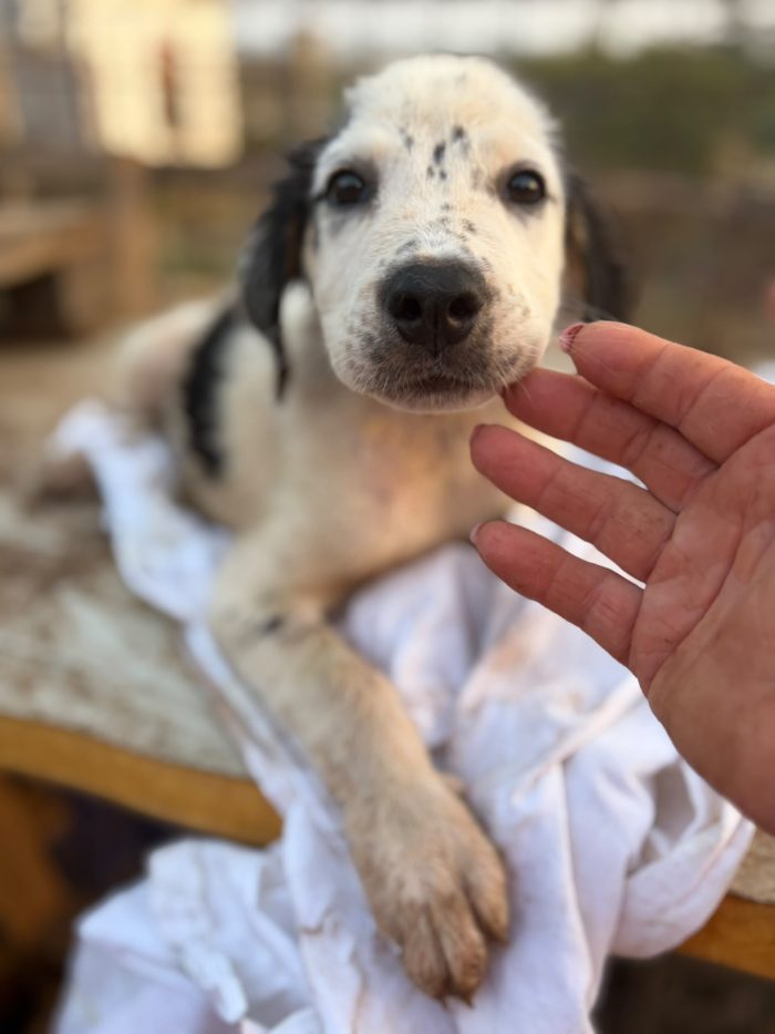 Cucciola 2mesi e 1/2 salvata aspetta 1futuro.SICILIA - media 4