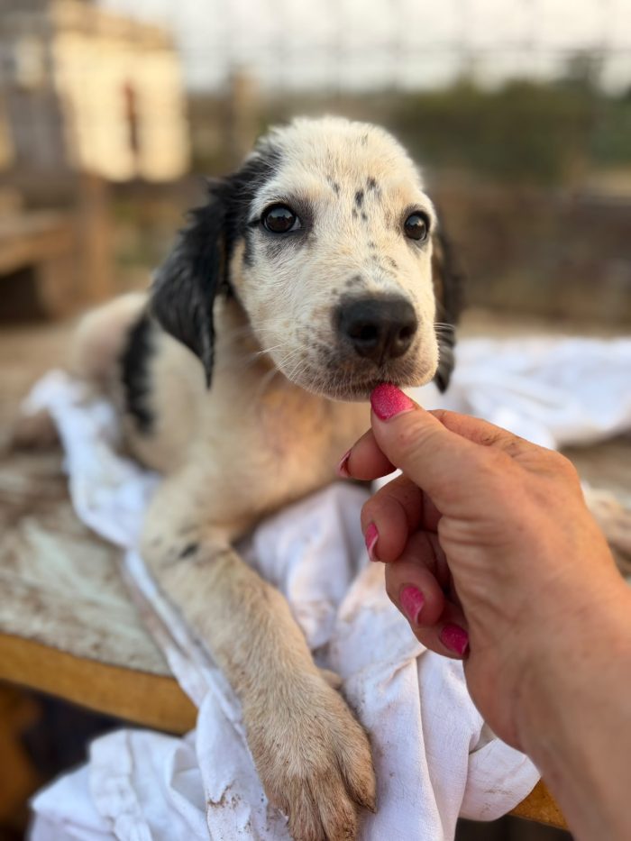 Cucciola 2mesi e 1/2 salvata aspetta 1futuro.SICILIA