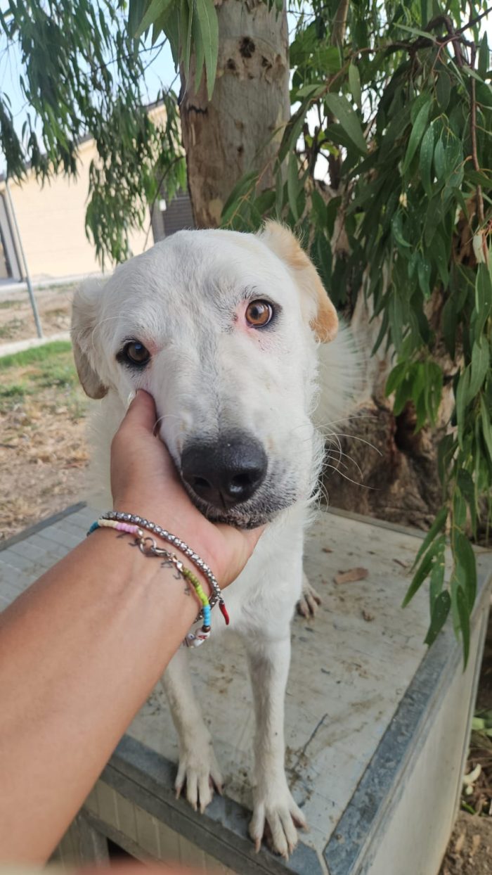 Ugo splendido giovanotto simil Pastore/Spinone cerca casa