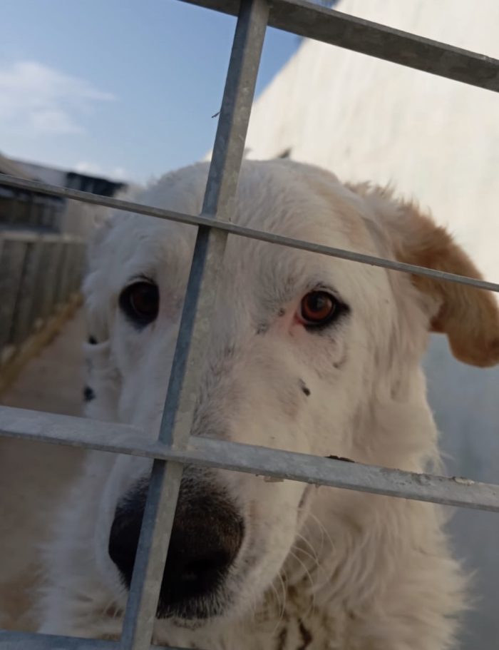 Ugo splendido giovanotto simil Pastore/Spinone cerca casa