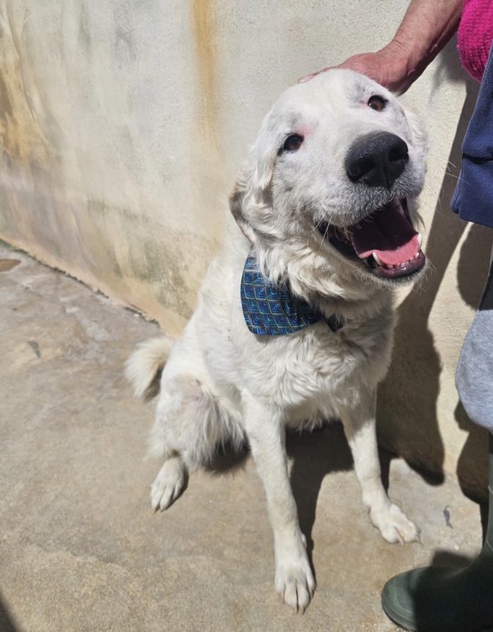 Ugo splendido giovanotto simil Pastore/Spinone cerca casa - media 4
