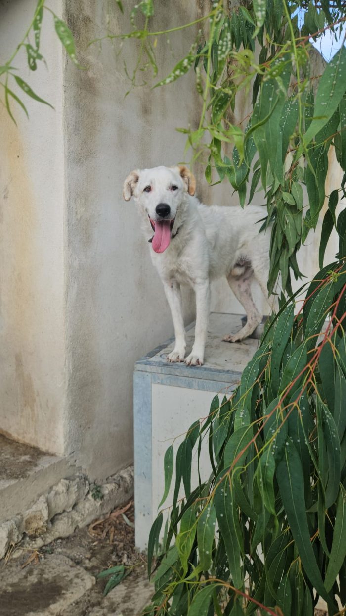 Ugo splendido giovanotto simil Pastore/Spinone cerca casa - media 5