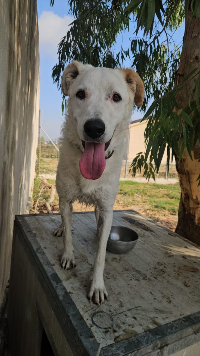 Ugo splendido giovanotto simil Pastore/Spinone cerca casa - media 6