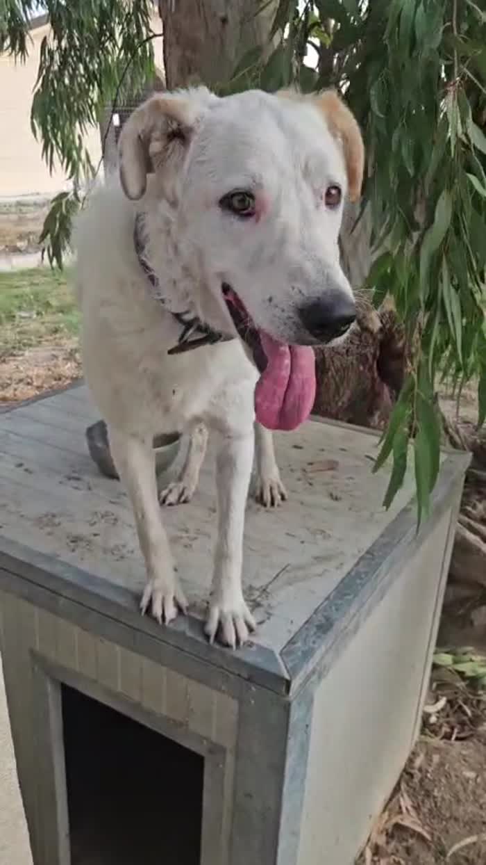 Ugo splendido giovanotto simil Pastore/Spinone cerca casa - media 7