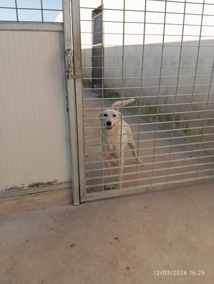 Oipe tenero cagnolino tg medio piccola cerca adozione