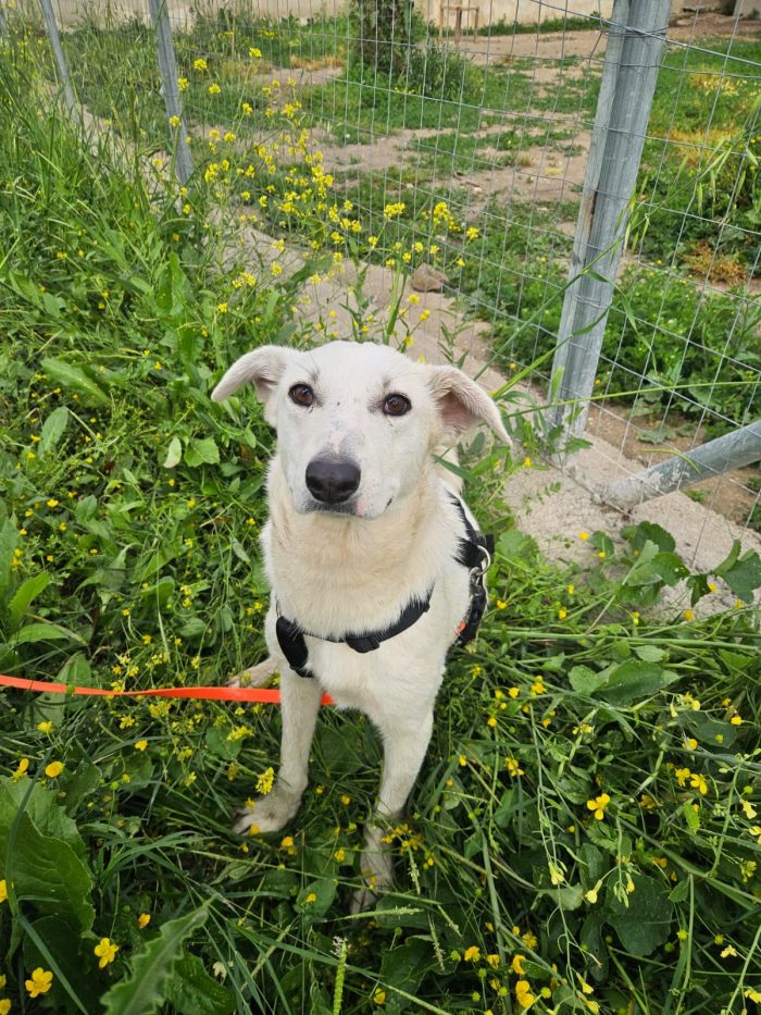 Oipe tenero cagnolino tg medio piccola cerca adozione - media 7