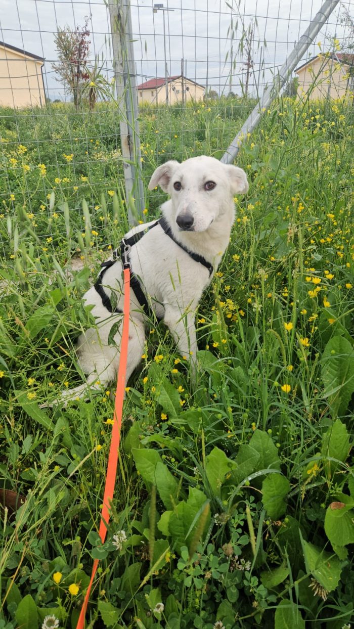 Oipe tenero cagnolino tg medio piccola cerca adozione - media 6