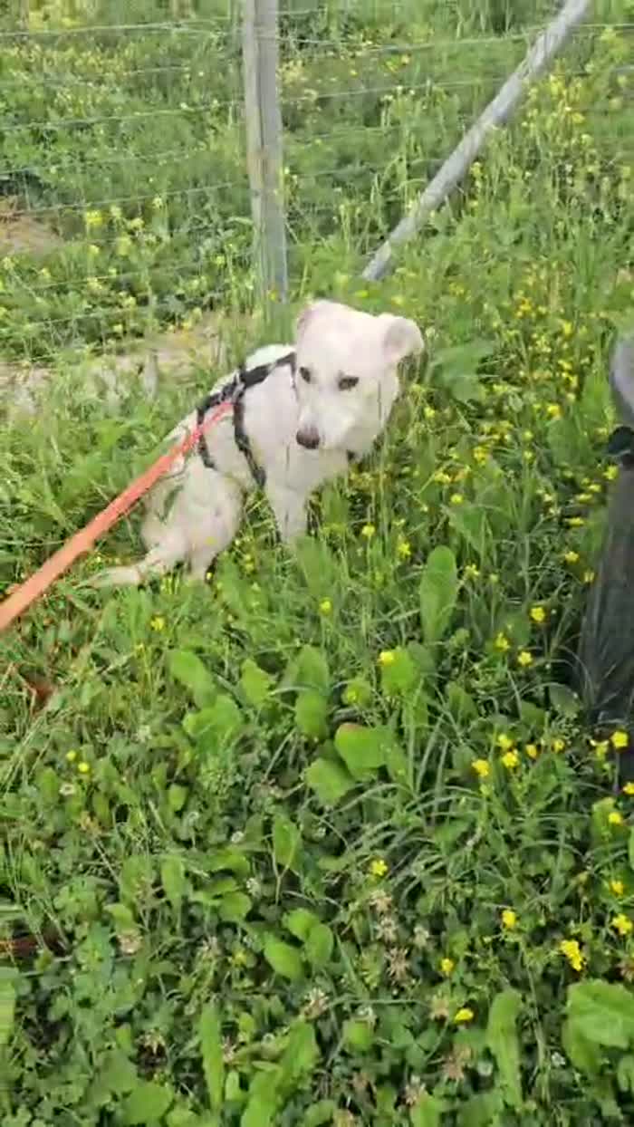 Oipe tenero cagnolino tg medio piccola cerca adozione - media 8