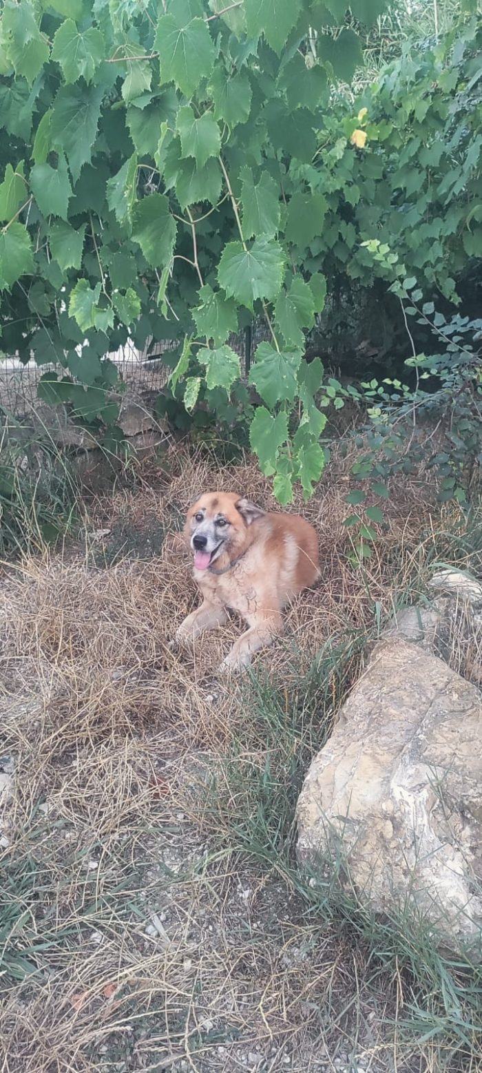 Simil Pastore 10anni..anni di appelli il miracolo non è arrivato.SALERNO - media 6