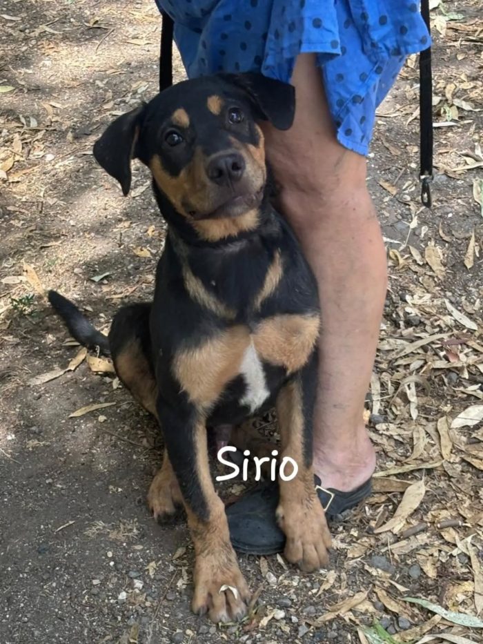 Sirio cucciolo 4 mesi cerca casa - mix rottweiler cane corso