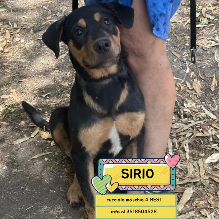 Sirio cucciolo 4 mesi cerca casa - mix rottweiler cane corso