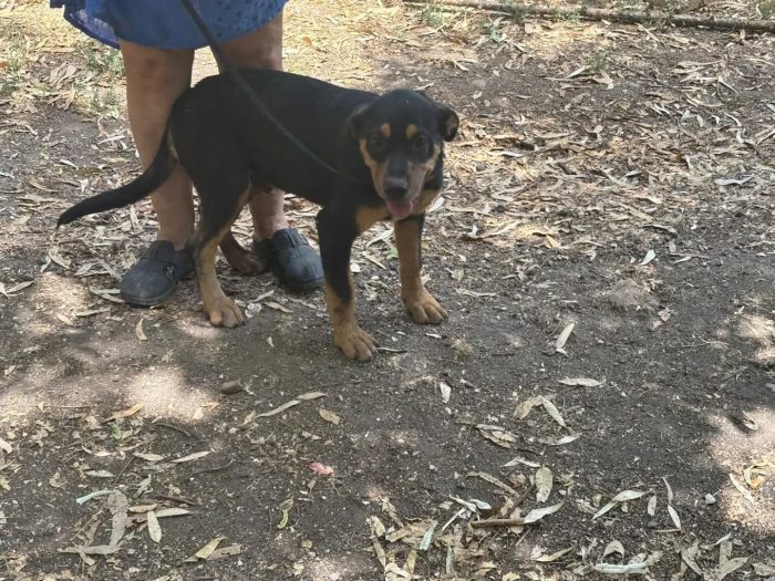 Sirio cucciolo 4 mesi cerca casa - mix rottweiler cane corso
