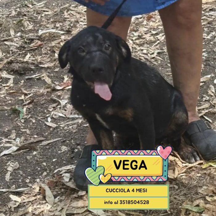 Vega dolce cucciola 4 mesi cerca casa - mix rottweiler cane corso