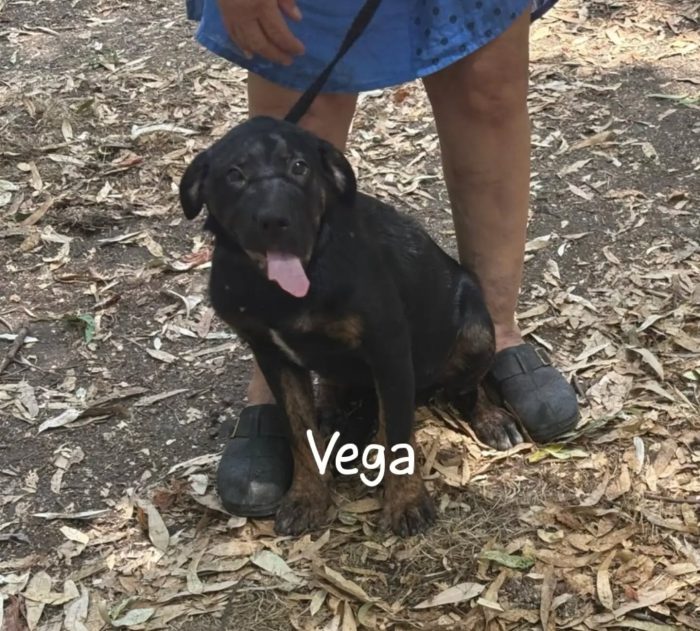 Vega dolce cucciola 4 mesi cerca casa - mix rottweiler cane corso