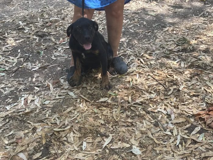 Vega dolce cucciola 4 mesi cerca casa - mix rottweiler cane corso