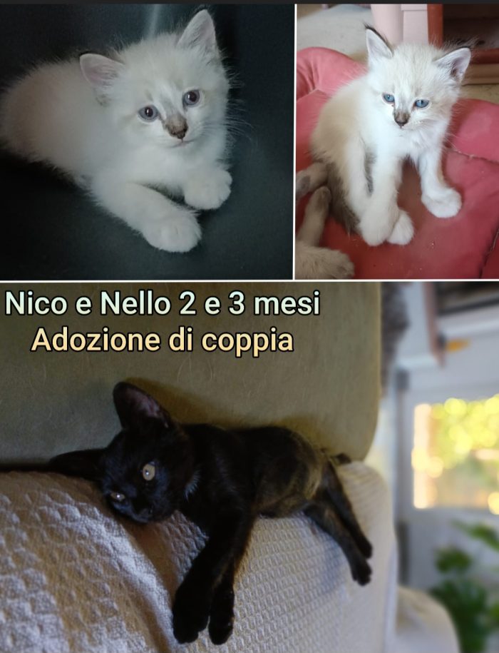 MICIOTTINI SPLENDIDI