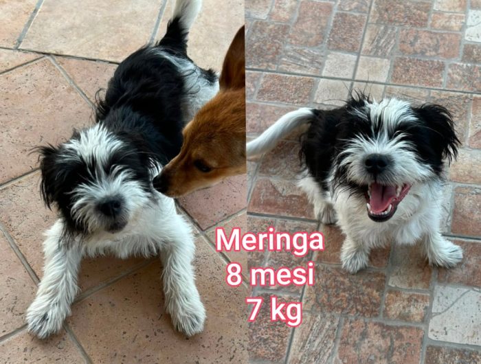 Cucciolotti dai due mesi in su