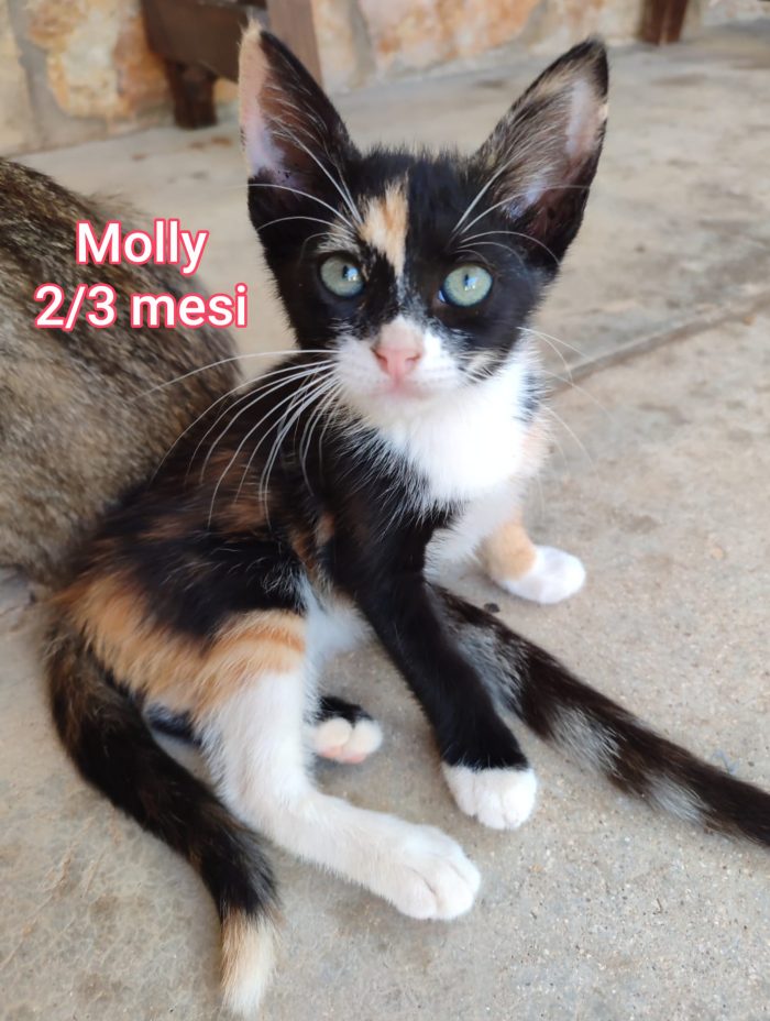 Gattini soli ed esclusi da tutti