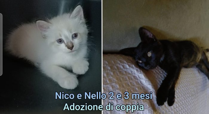 Gattini soli ed esclusi da tutti