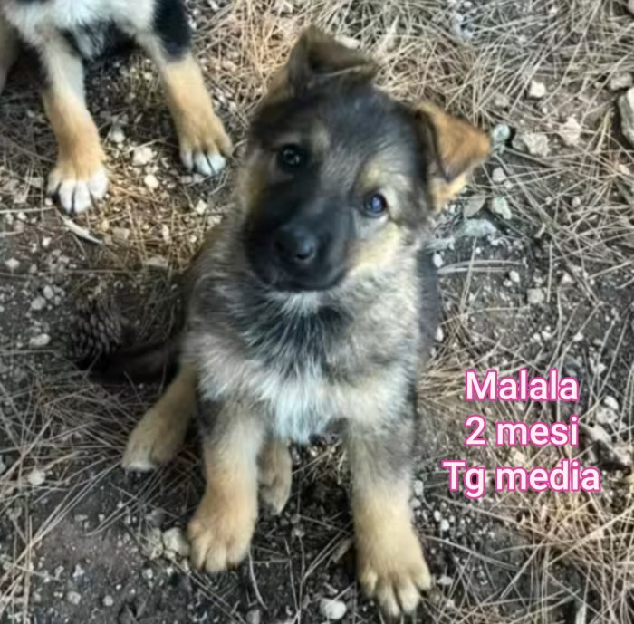 Stupendi cuccioli cercano casa
