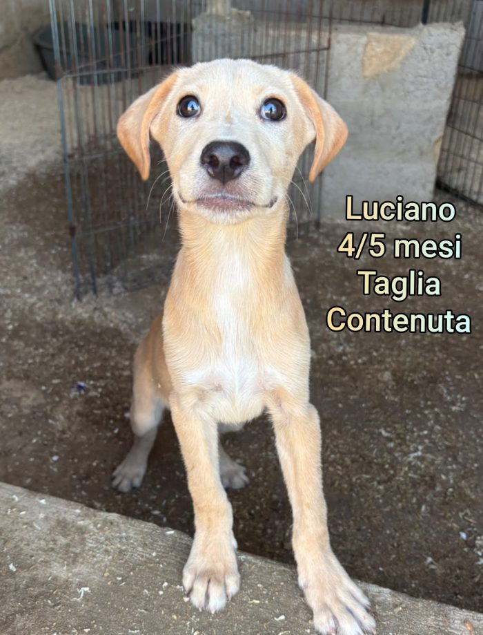 Adozioni taglie piccole