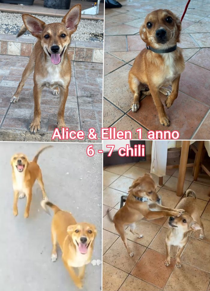 Piccoli rinchiusi in rifugio