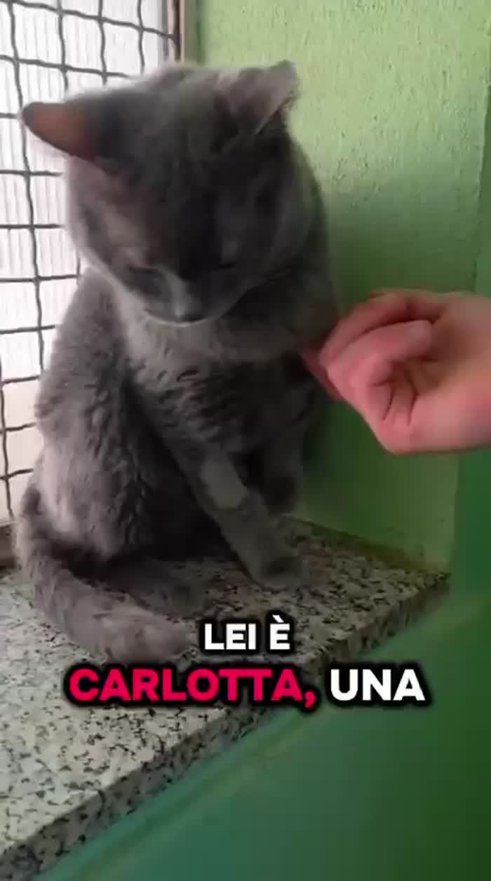 CARLOTTA  GATTINA CERTOSINA - media 7