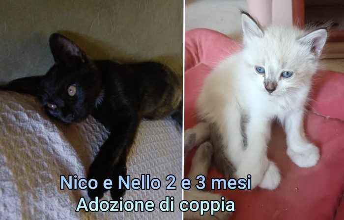 GATTINI: SIAMO AL COLLASSO