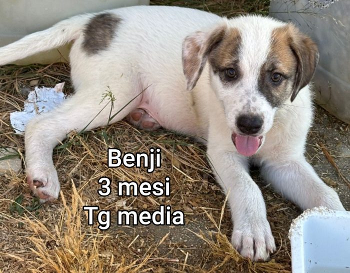 Invisibili cuccioli! - media 4